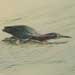 green_heron